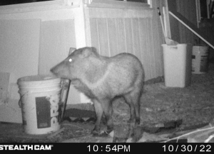 Peccary on Candid Camera