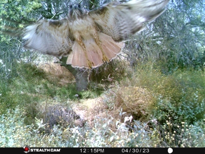 Red Tailed Hawk Selfie