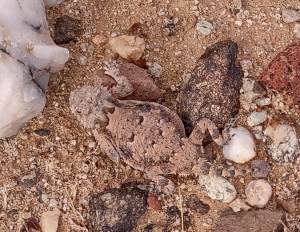 Horn Toad