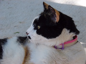 Sara La Gata Version 7
