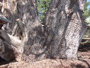 East side of the tree. Seven feet L-R
