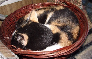 A Basket of TacoCat
