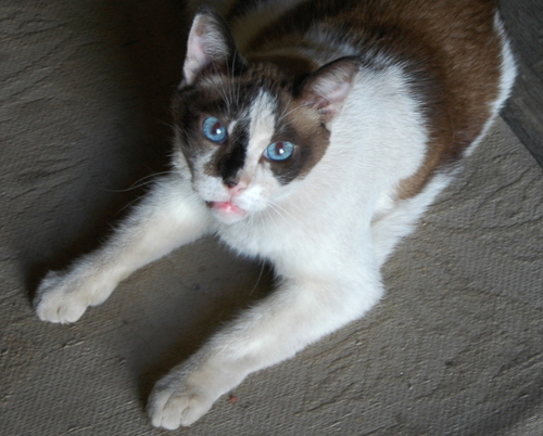The Cat In the Semi