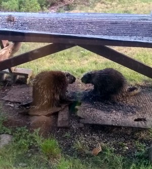 Dundee
                Hill Porcupines