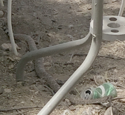 Snake in the grass