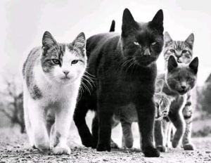 The Mob. New Jersey, 1961, Walter Chandoha. Cats.
                  Photographs 1942�2018 is published by Taschen