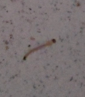 What is swimming here?